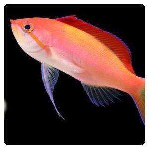nemanthias carberryi