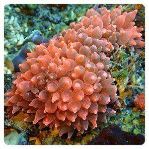 entacmaea-quadricolor-red