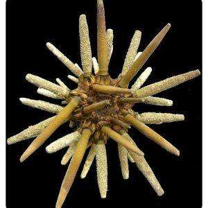 eucidaris-tribuloides