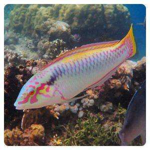 halichoeres-scapularis