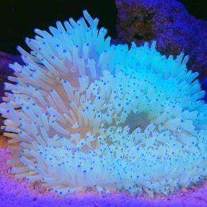heteractis-crispa