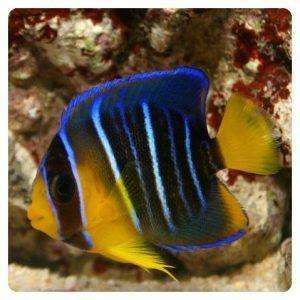 holacanthus isabelita