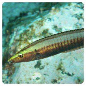 hologymnosus-annulatus