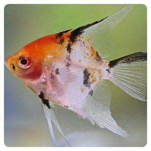 Pterophyllum scalare koi full orange