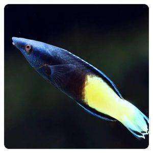 Labroides bicolor