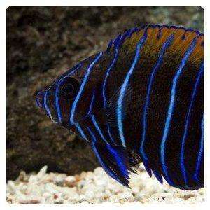 pomacanthus navarchus