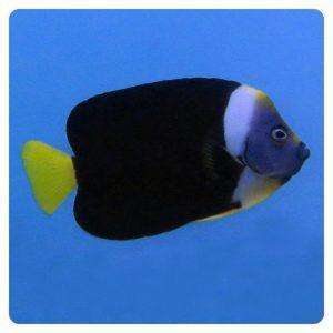 chaetodontoplus meredithii