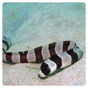 myrichthys-colubrinus