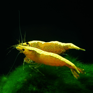 neocaridinia-denticulata-yellow