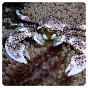 Neopetrolisthes maculatus