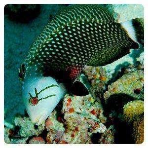 novaculichthys-taeniourus-2