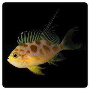 Odontanthias borbonius