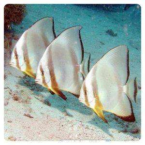 platax-orbicularis
