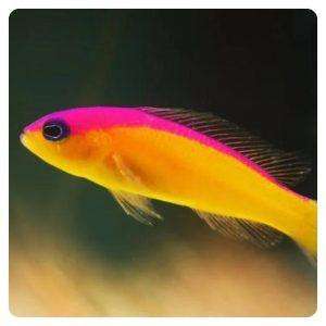 Pictichromis diadema