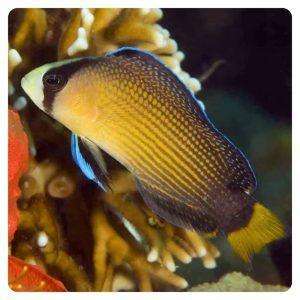 pseudochromis-splendens