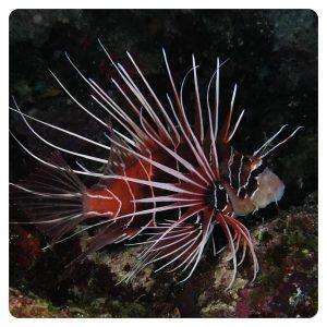 pterois-radiata