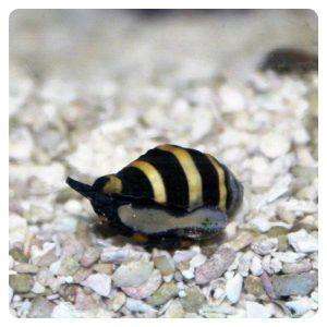 pusiostoma-mendicaria