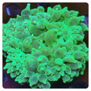entacmea quadricolor green