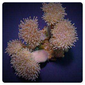 Sarcophyton ehrenbergi