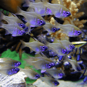 Zoramia leptacantha