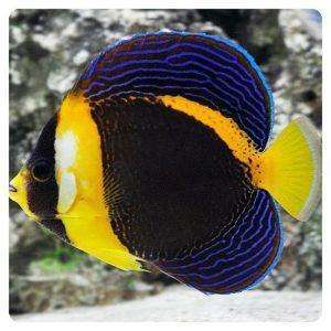 chaetodontoplus duboulayi
