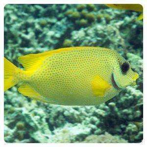 siganus corallinus