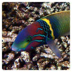 thalassoma-hebraicum