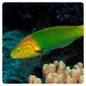 thalassoma-lutescens