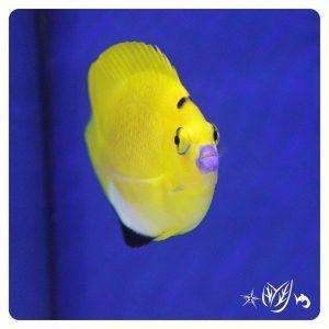 apolemichthys trimaculatus