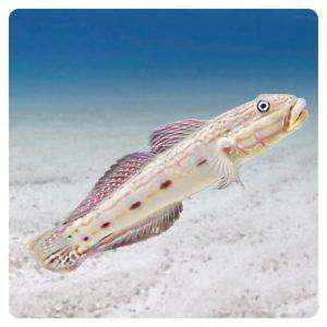 valenciennea-longipinnis