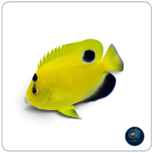 Apolemichthys Xanthopunctatus T.B.