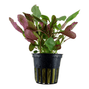 Lobelia cardinalis
