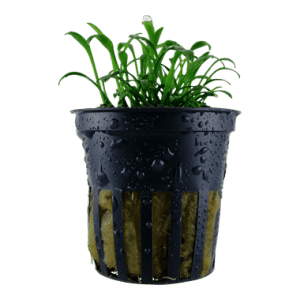 Cryptocoryne parva