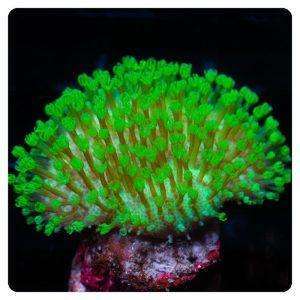 Sarcophyton spp. (Fluor Green