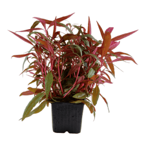 alternantera reineckii 'PINK'