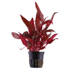 alternanthera reinekii 'rosanervig'
