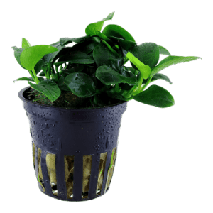 Anubias barteri nana