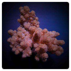 Klyxum spp.