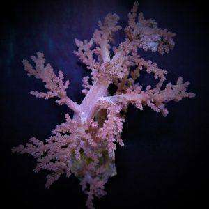 Lithophyton spp