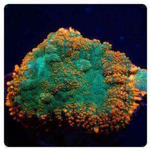 Rhodactis inchoata (Half Baked)