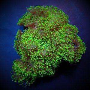 Rhodactis indosinensis