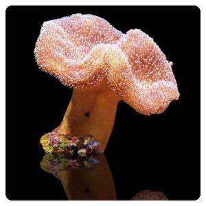 Sarcophyton spp.