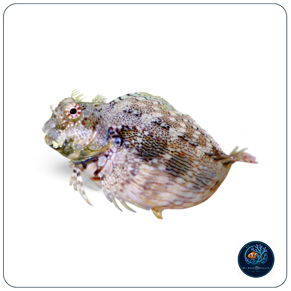 Salarias fasciatus