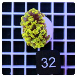 Euphyllia parancora