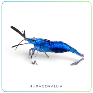 Neocaridina blue dream
