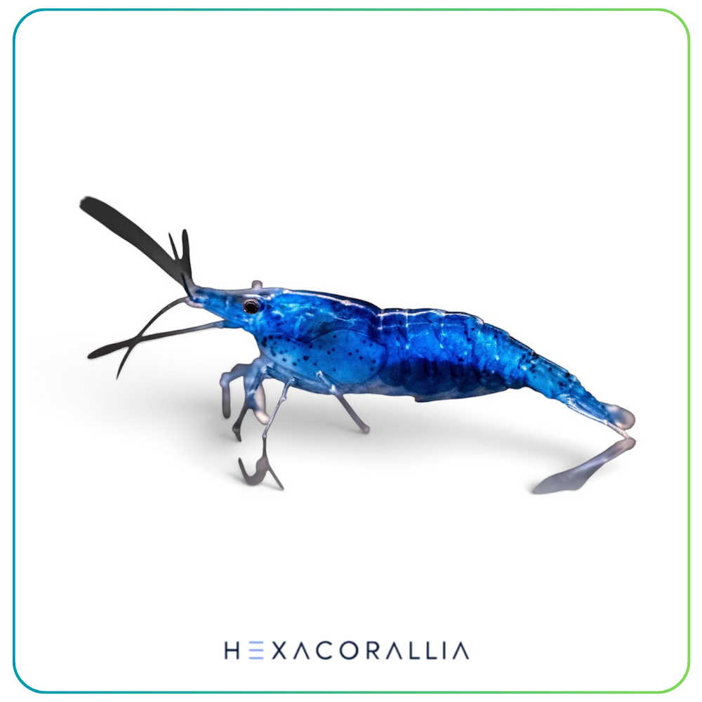 Neocaridina blue dream