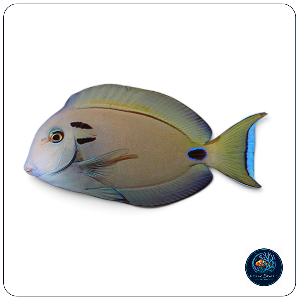 Acanthurus tennentii