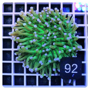 Heliofungia actiniformis