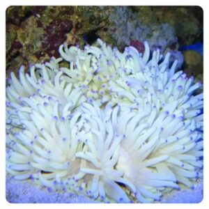 Heteractis crispa