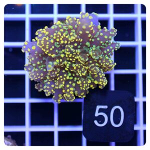 Euphyllia paradivisa